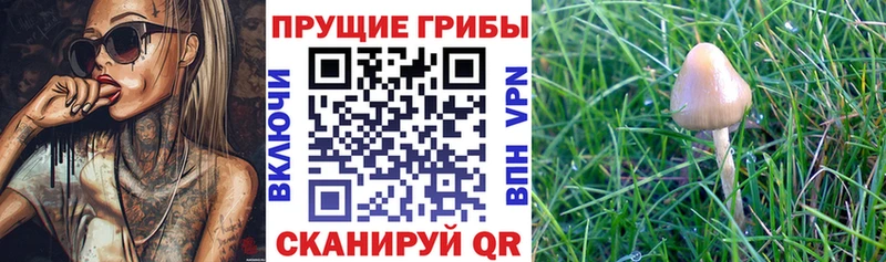 Галлюциногенные грибы MAGIC MUSHROOMS Удомля